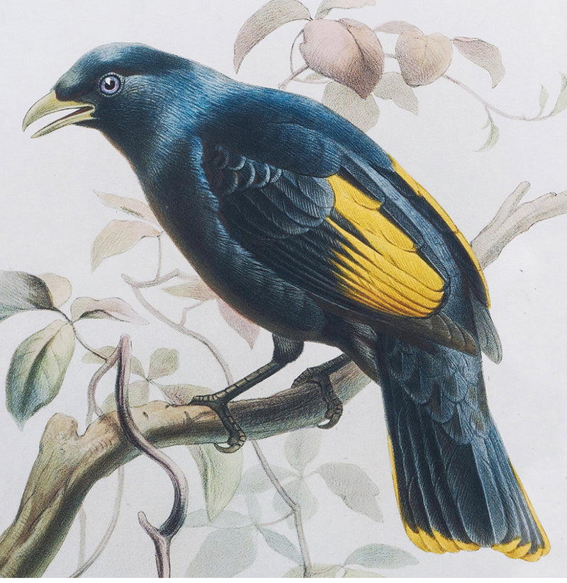 S/2 Bird Mirror Frame Print